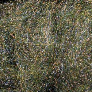 SYBAI Fine Spectra Flash Dubbing - Olive