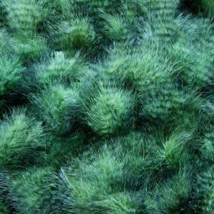 Пір'я марабу грізлі  HENDS Grizzly Marabou - Green Black [Зелено-чорний]