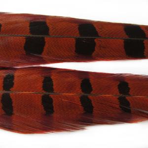 Пір\'я фазана хвостові  WAPSI 1 Ringneck Pheasant Tail Pair - Orange [Оранжевий]