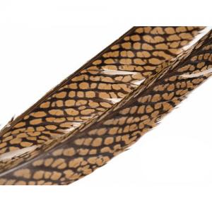 Перо фазана хвостове WAPSI Golden Pheasant Tail Piece
