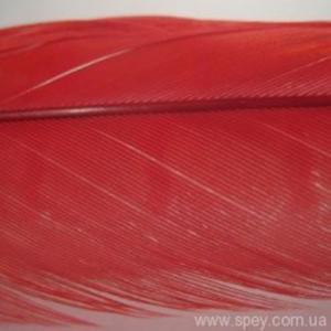 Перо фазана хвостове HENDS Pheasant Tail - Fluo Orange [Флуо-оранжевий]