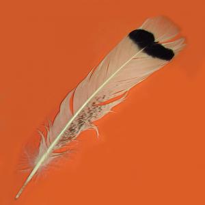 Перо індика хвостове STRIKE Turkey Tail Feathers - White [Білий]