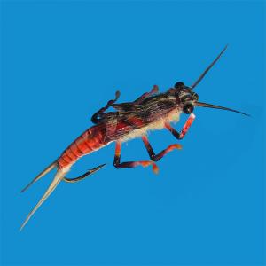 Realistic Stone Fly