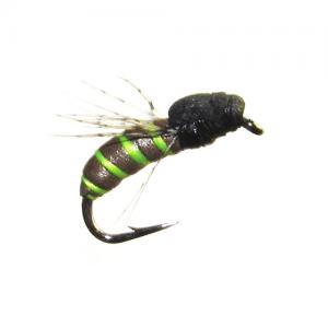 Wasp Olive
